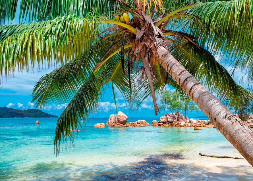 Puzzle Alipson Playa Tropical de 1000 Piezas