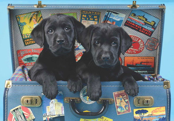Puzzle Anatolian Cachorros Negros Viajeros de 500 Piezas