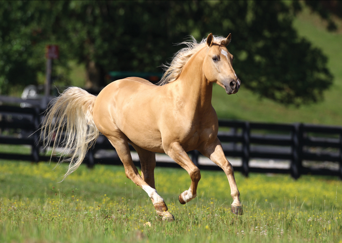 Puzzle Art Puzzle Cabalgando en Libertad de 1000 Piezas