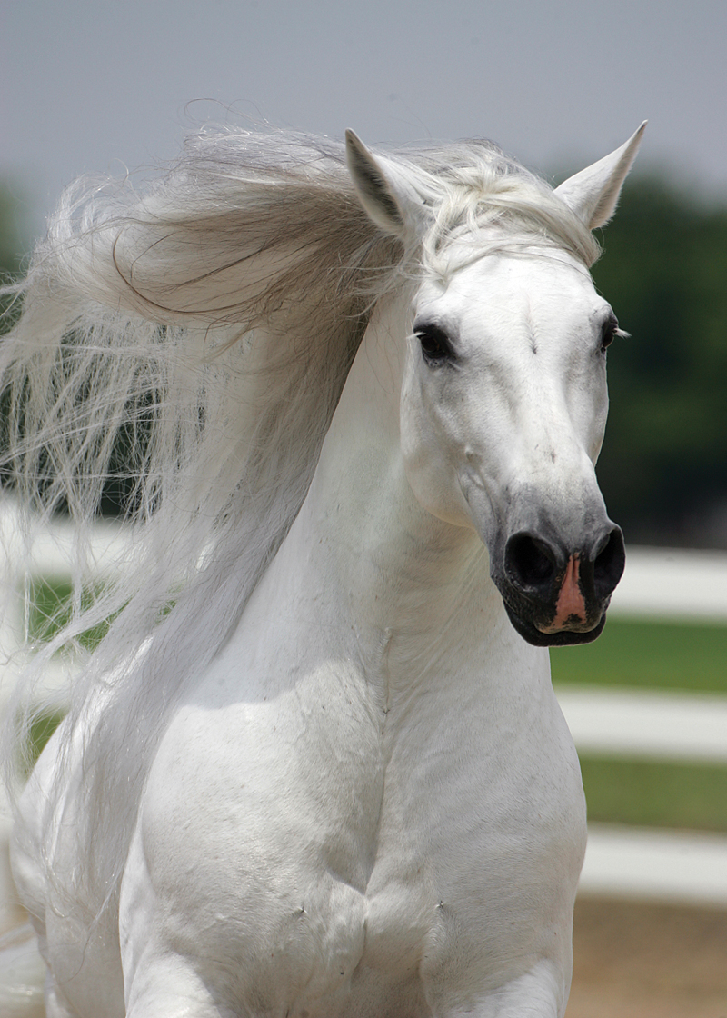 Image result for caballo blanco