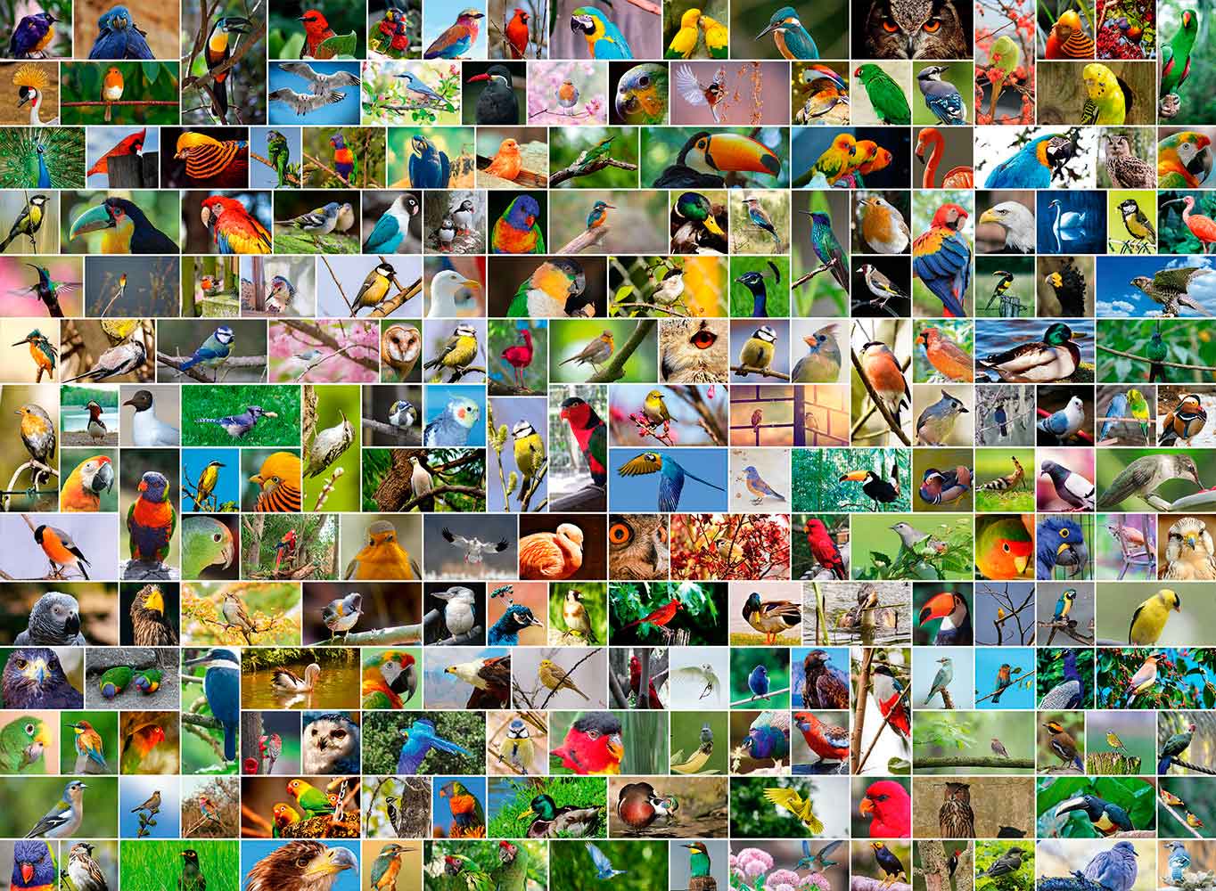 Puzzle Bluebird Collage de Aves del Mundo de 4000 Piezas