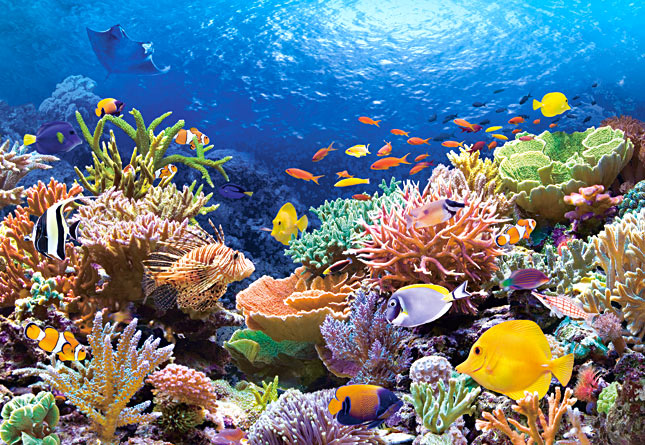 Puzzle Castorland Arrecife de Coral de 1000 Piezas