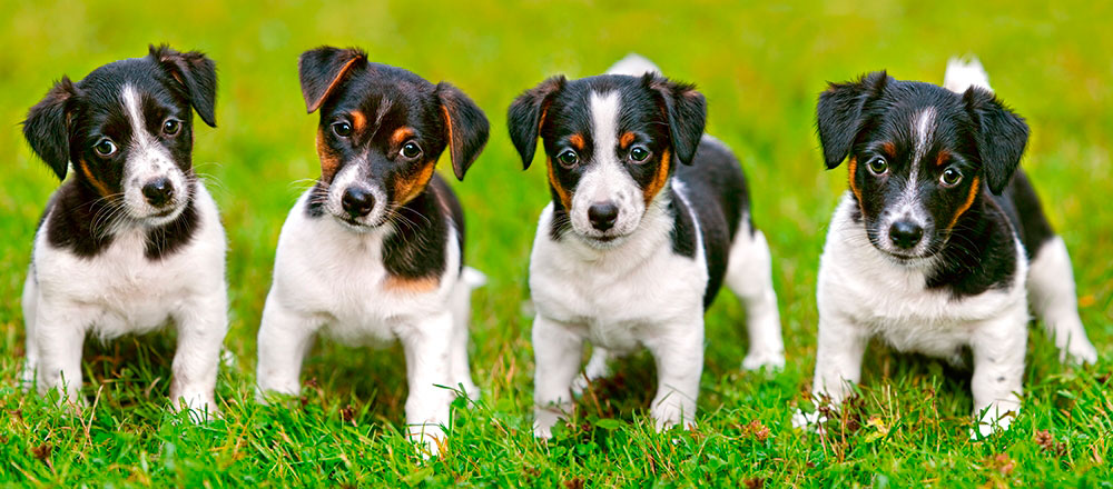 Puzzle Castorland Cachorros Jack Russell Terrier de 600 Pzs