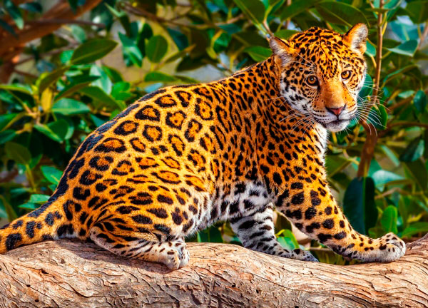 Puzzle Castorland El Pequeño Jaguar de 260 Piezas