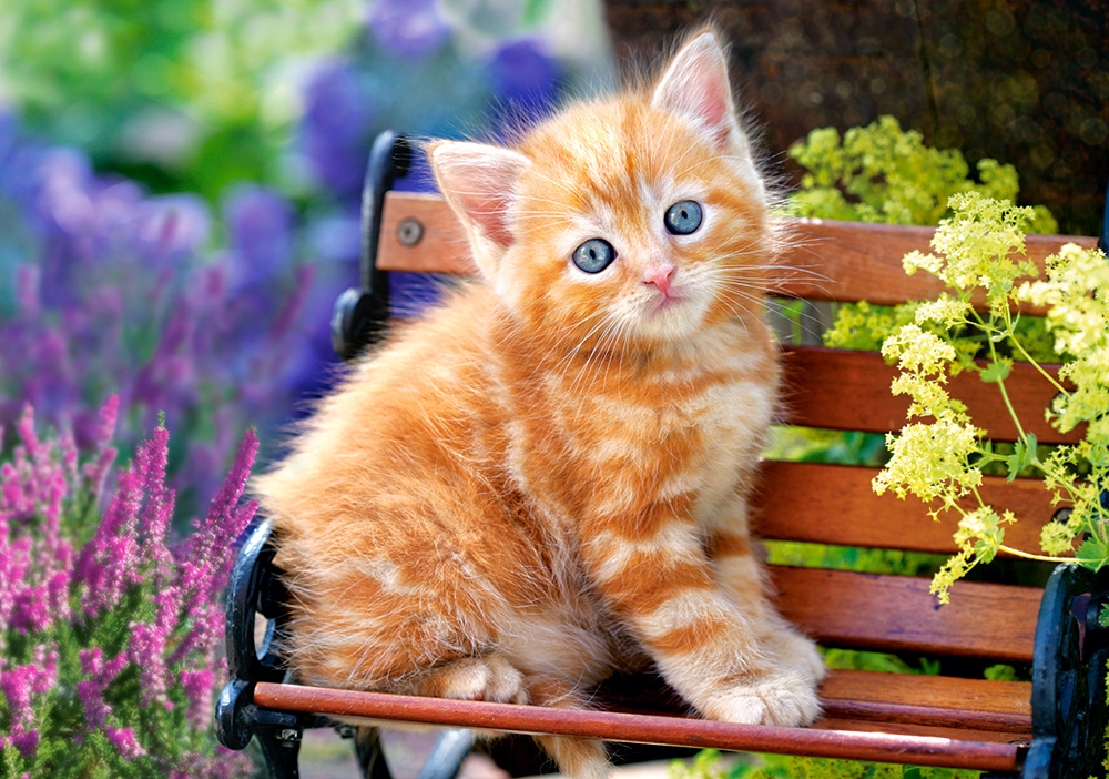 Puzzle Castorland Gatito Atigrado 500 Piezas