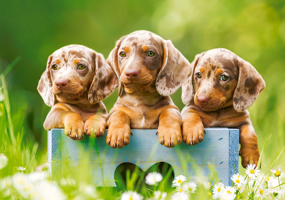 Puzzle Castorland Perritos Dachshunds de 500 Piezas
