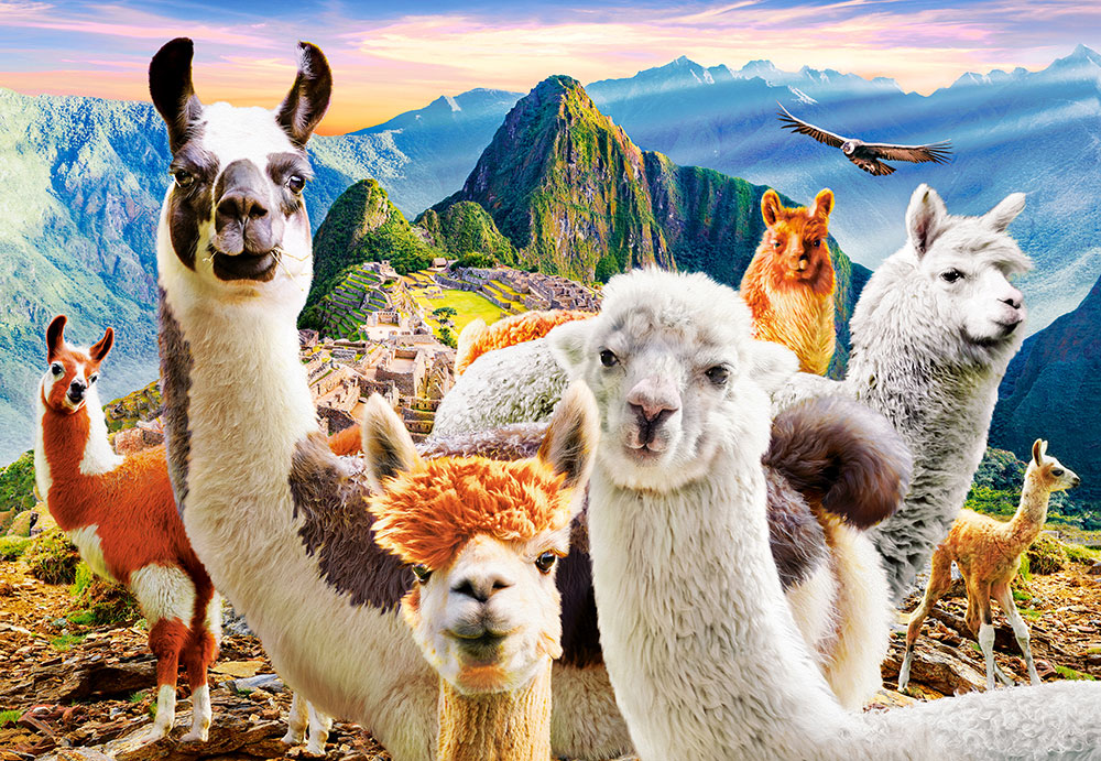 Puzzle Castorland Selfie de Llamas de 1000 Piezas