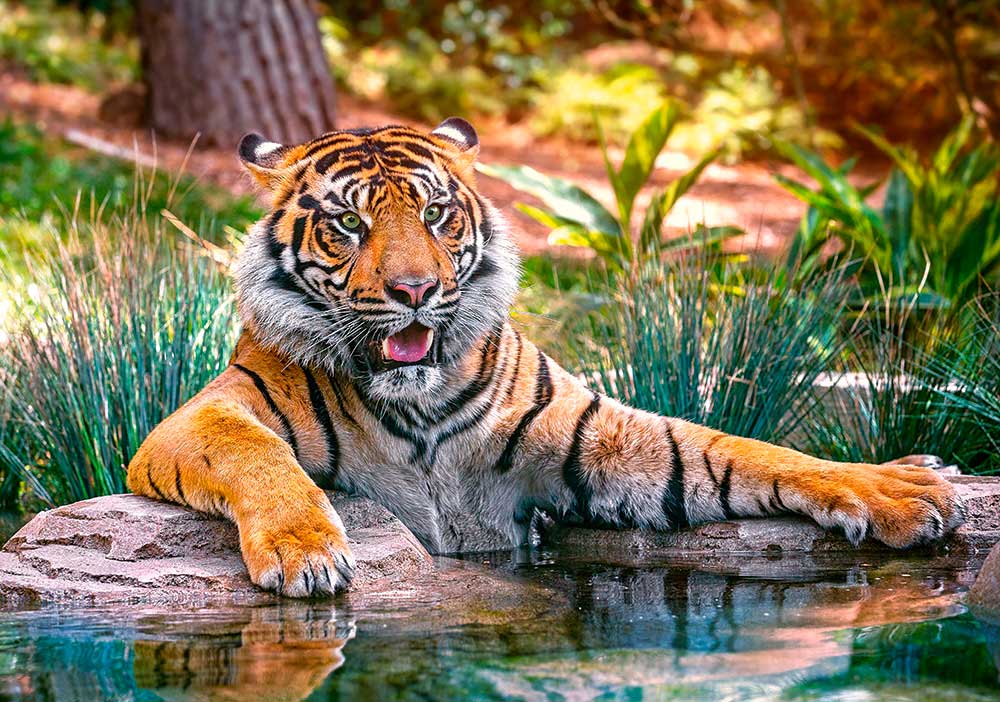tiger tattoo with cubs Castorland Puzzle de Sumatra Tigre Comprar Piezas 500