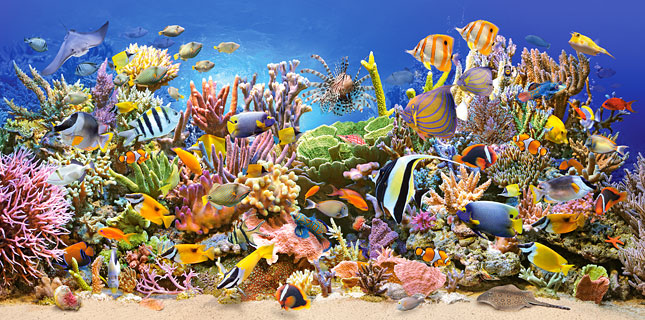 Puzzle Castorland Vida Submarina en el Arrecife de 4000 Piezas