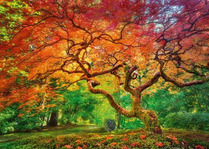 Puzzle Cherry Pazzi Árbol Salpicado Rojizo de 1000 Piezas