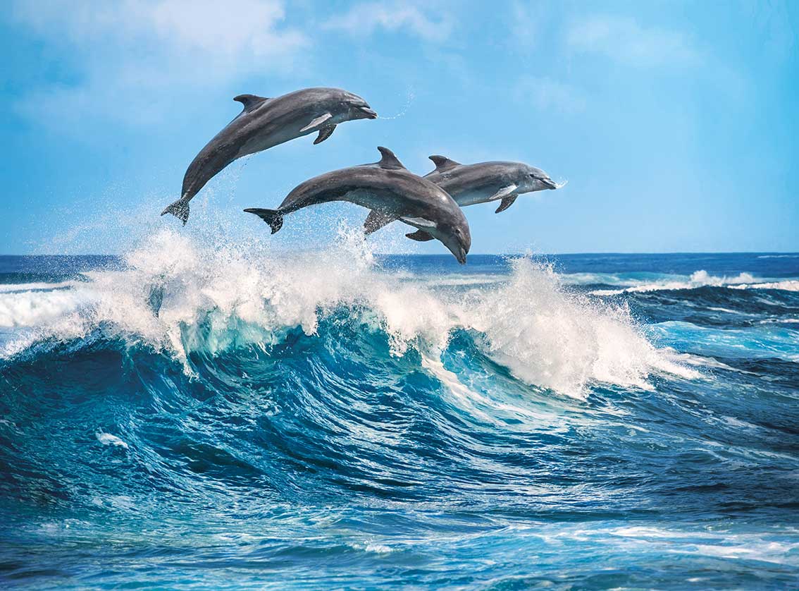 Delfin Spiele Delfin Spiele