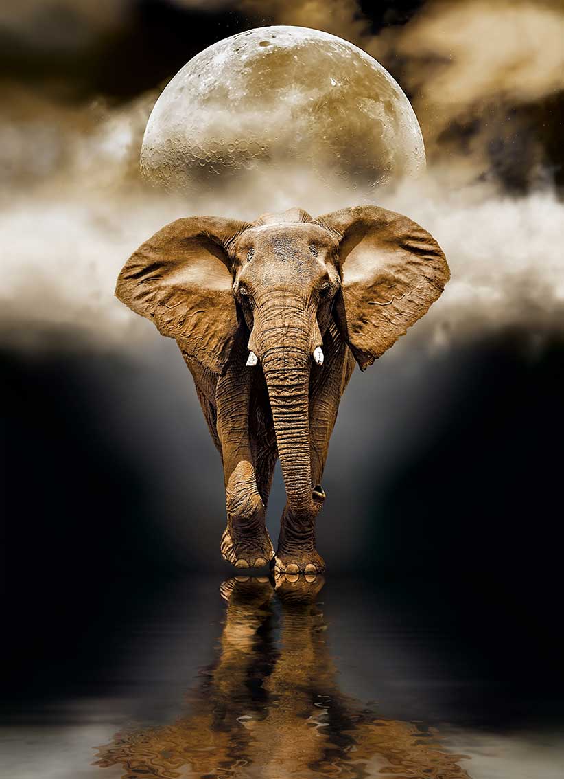 Puzzle Clementoni El Elefante  de 1000 Piezas