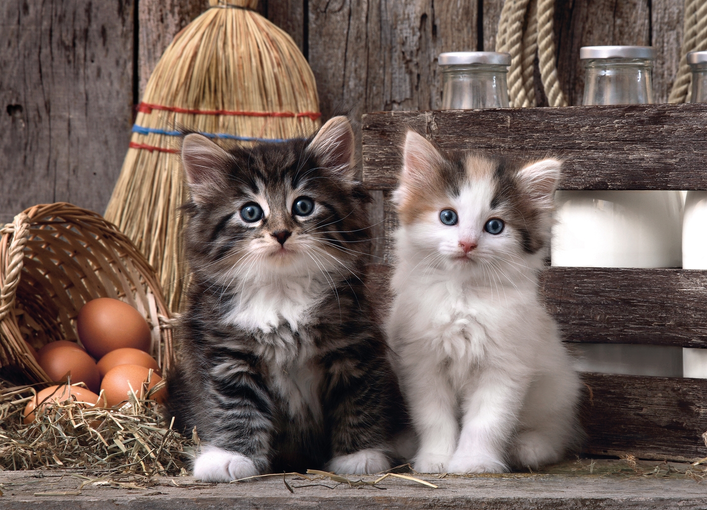 Puzzle Redondo De 1000 Piezas – Esfinge Y Gato, Juego Familiar Divertido Con Cartón Reciclado De Alta Calidad