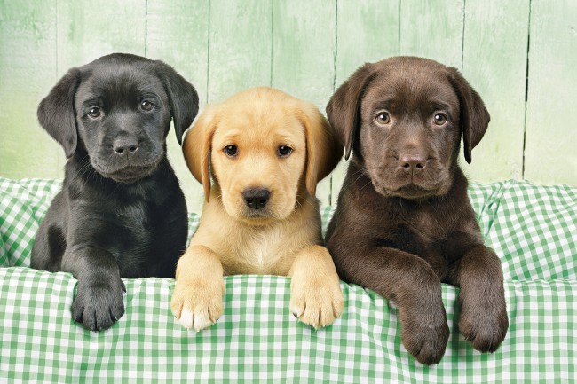Puzzle Clementoni Los Tres Labradores de 1000 Piezas