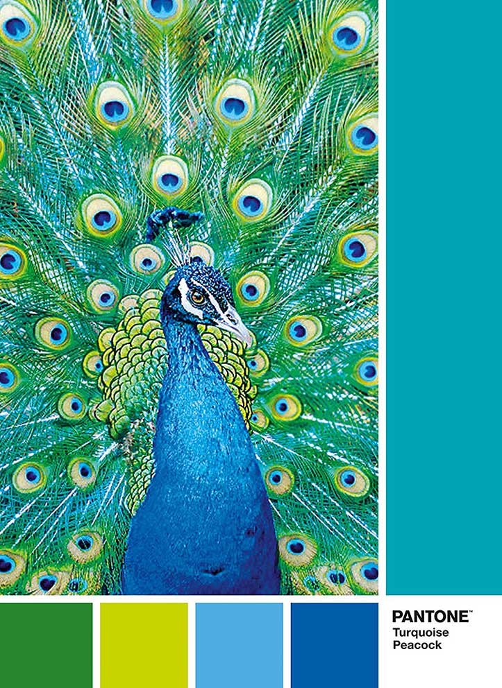 márketing Desarrollar Firmar Comprar Puzzle Clementoni PANTONE 7466, Pavo Real de 1000 - Clementoni-39495 márketing Desarrollar Firmar Comprar Puzzle Clementoni PANTONE 7466, Pavo Real de 1000 - Clementoni-39495