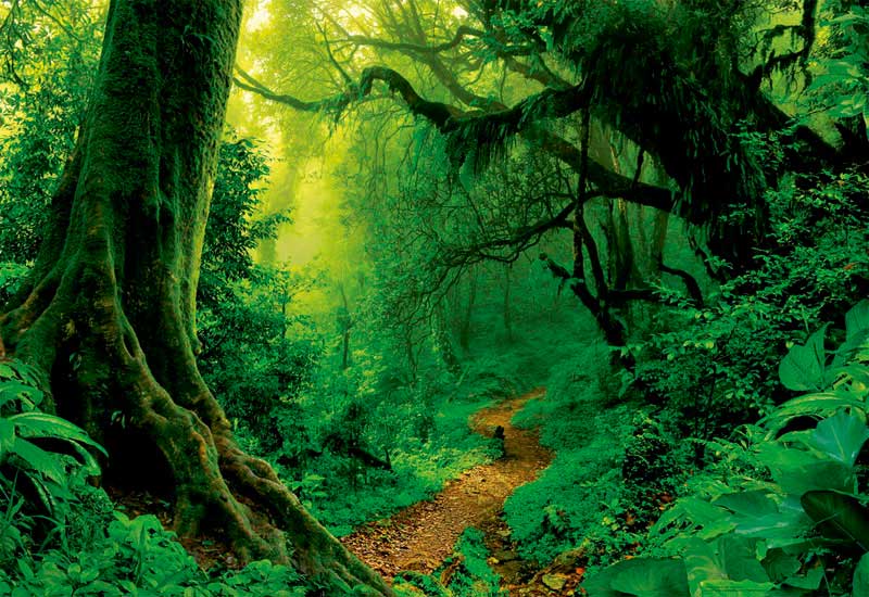 Resultado de imagen de bosque encantado