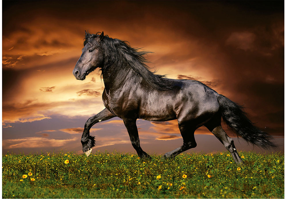 Puzzle Educa Caballo al Trote de 1000 Piezas