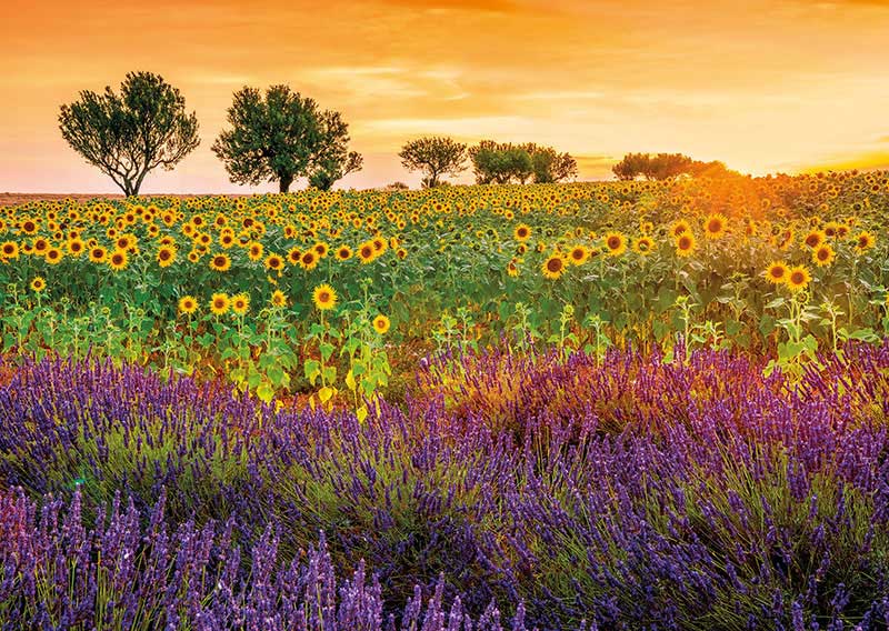 Puzzle Educa Campo de Girasoles y Lavandas de 1500 Piezas