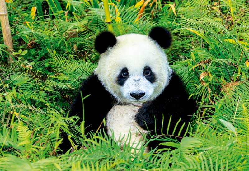 Juego De Oso Panda Gratis Juego De Oso Panda Gratis
