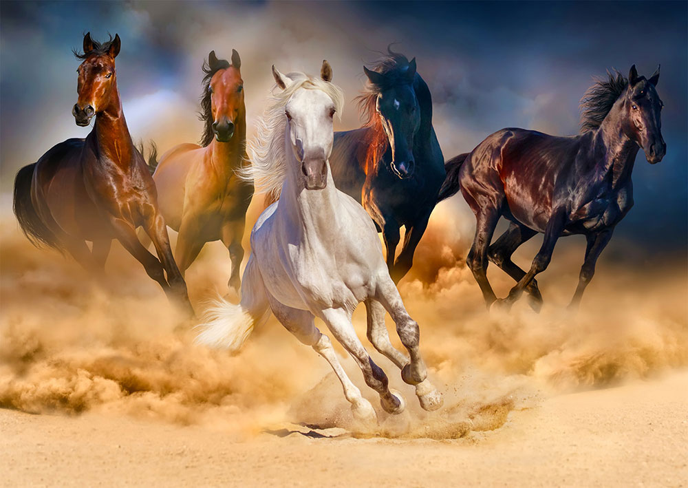 Puzzle Enjoy Caballos Corriendo en el Desierto de 1000 Piezas
