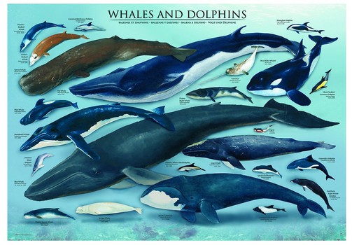 Puzzle Eurographics Ballenas y Delfines de 1000 Piezas