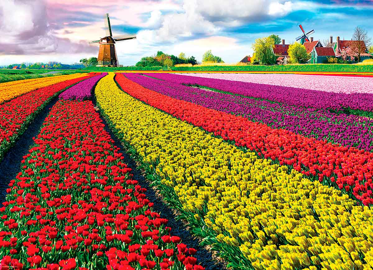 Comprar Puzzle Eurographics Campo de Tulipanes, Holanda de 1000 Pzs