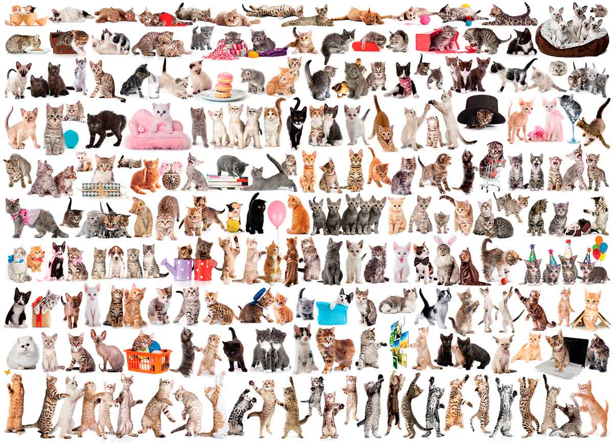 Puzzle Eurographics El Mundo de los Gatos de 1000 Piezas
