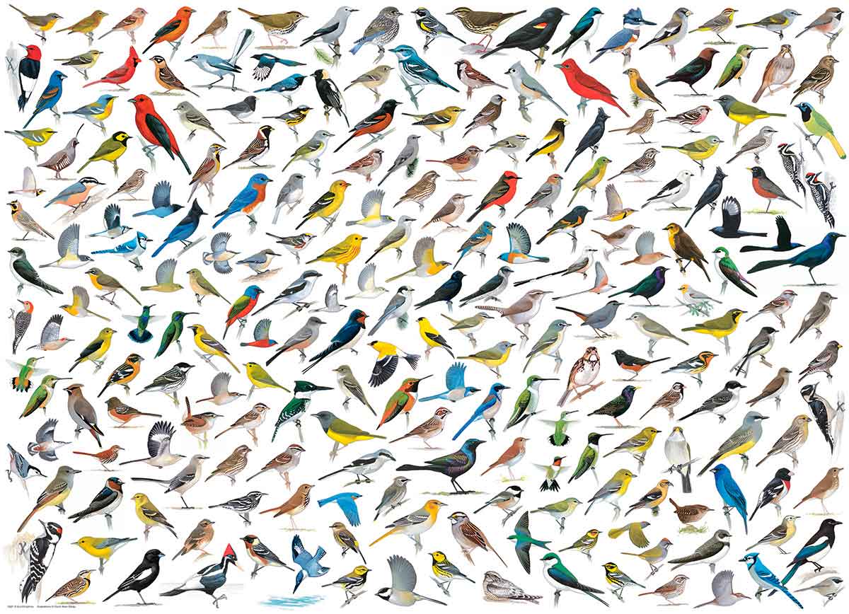 Puzzle Eurographics El Mundo de los Pájaros de 1000 Piezas