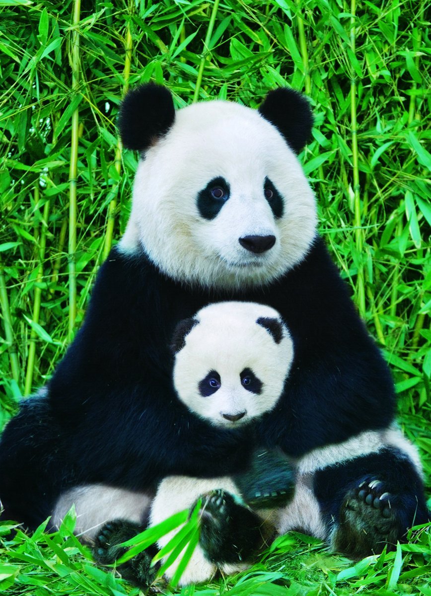Puzzle Eurographics Familia de Osos Panda de 1000 Piezas