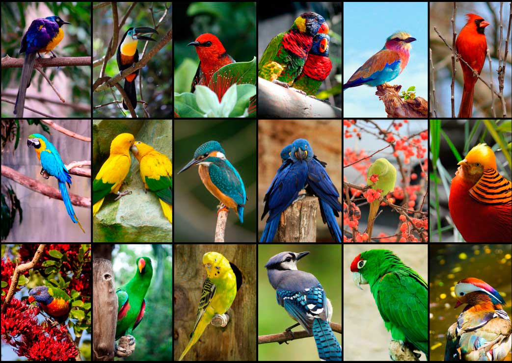 Puzzle Grafika Las Aves Más Bellas del Mundo de 1500 Pzs