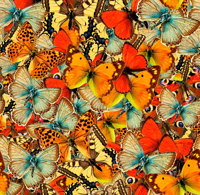 Puzzle Grafika Multitud de Mariposas de 1000 Piezas