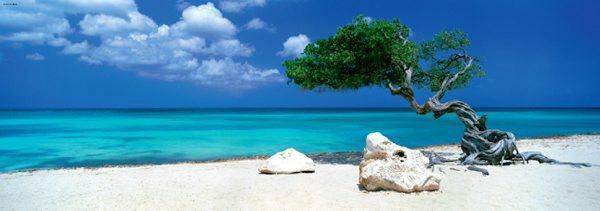 Puzzle Heye Divi Divi Tree de 1000 Piezas