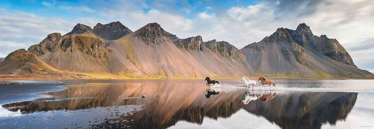 Puzzle Heye Panorámica Caballos de Islandia de 1000 Piezas