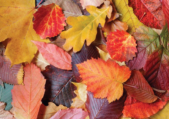 Puzzle Magnolia Hojas de Colores de 1000 Piezas