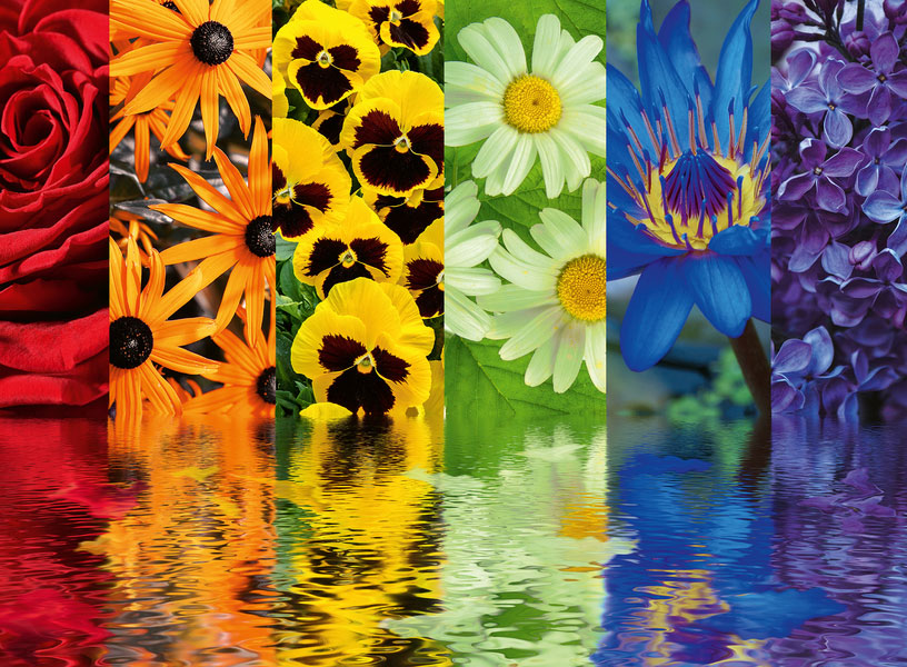 Puzzle Ravensburger Reflejos Florales de 500 Piezas