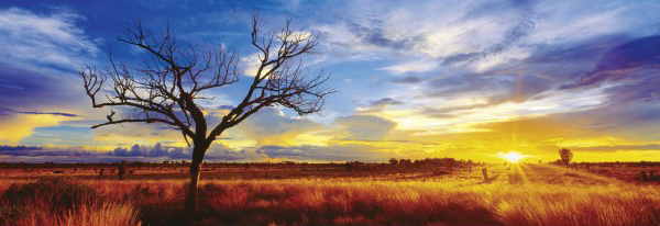 Puzzle Schmidt Desierto Oak al Atardecer, Australia de 1000 Pie