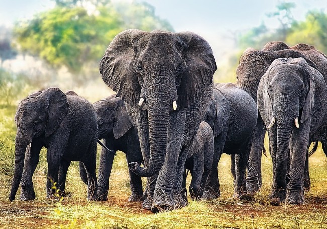 Puzzle Trefl Elefantes Africanos de 1000 Piezas