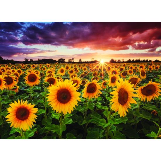 Puzzle Anatolian Prado de Girasoles de 1000 Piezas