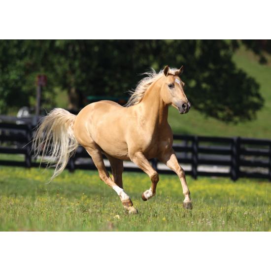 Puzzle Art Puzzle Cabalgando en Libertad de 1000 Piezas