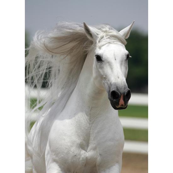 Puzzle Art Puzzle Caballo Blanco de 500 Piezas