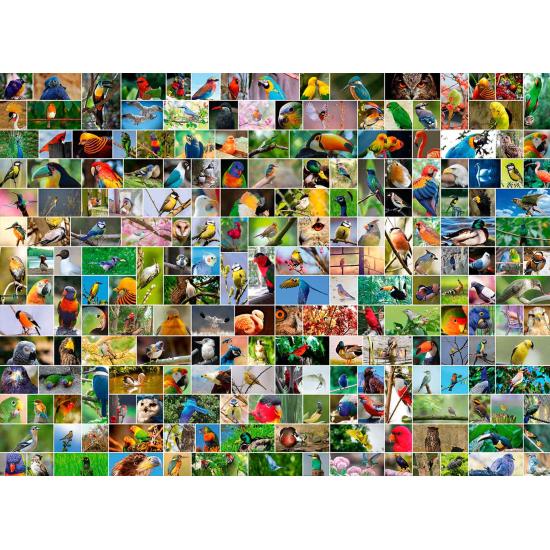 Puzzle Bluebird Collage de Aves del Mundo de 4000 Piezas Puzzle Bluebird Collage de Aves del Mundo de 4000 Piezas