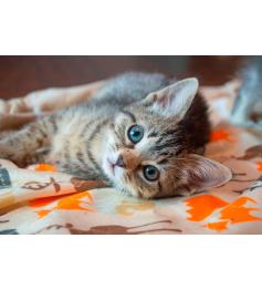 Puzzle Bluebird Gatito de 260 Piezas