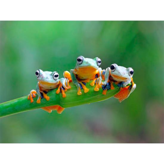 Puzzle Bluebird Ranas Amigables de 500 Piezas