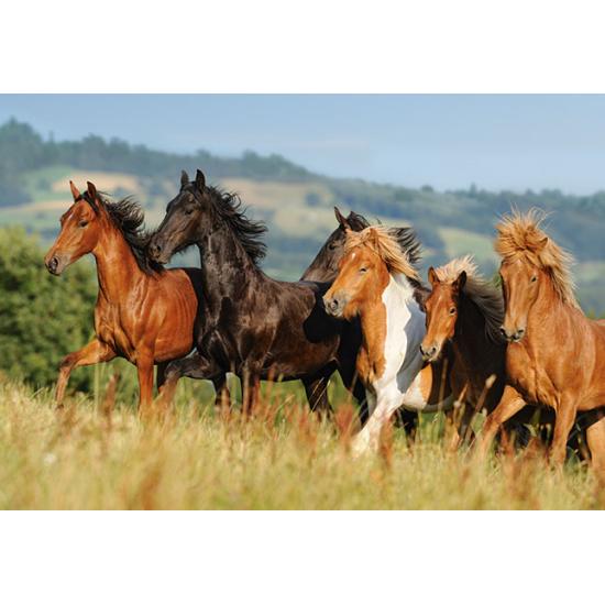 Puzzle Castorland Al Trote de 1000 Piezas Puzzle Castorland Al Trote de 1000 Piezas