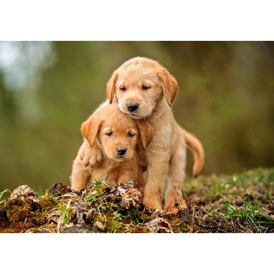 Puzzle Castorland Amor Entre Cachorros de 500 Piezas Puzzle Castorland Amor Entre Cachorros de 500 Piezas