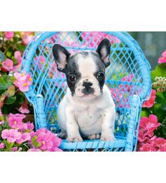 Puzzle Castorland Cachorro de Bulldog Francés de 100 Piezas