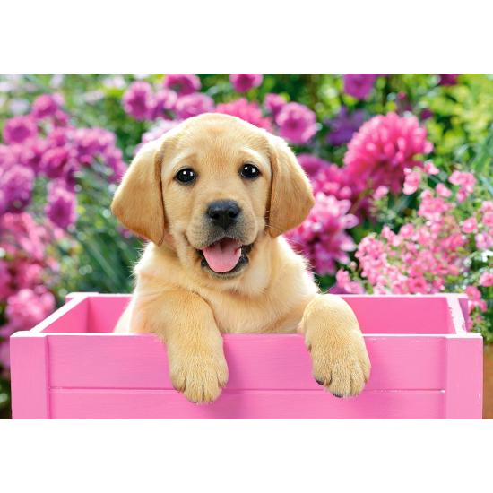 Puzzle Castorland Cachorro de Labrador de 500 Piezas