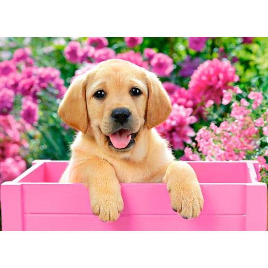 Puzzle Castorland Cachorro de Labrador en Cesta Rosa 300 Piezas