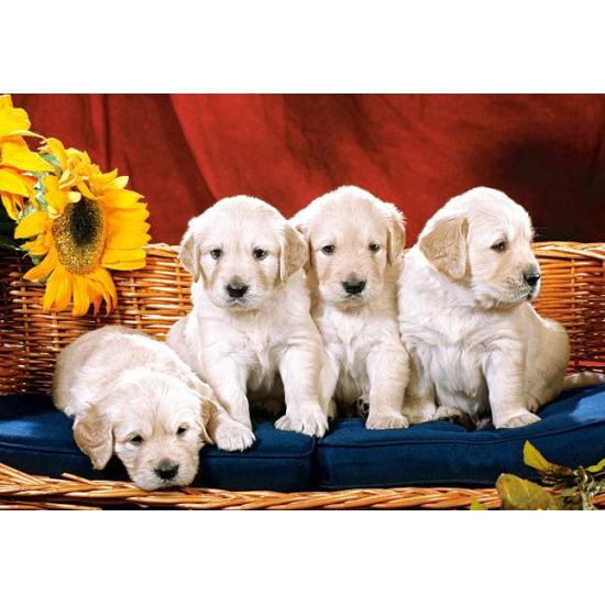 Puzzle Castorland Cachorros con Flores de 1000 Piezas