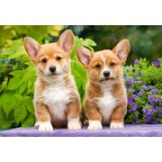 Puzzle Castorland Cachorros de Corgi Galés de 1000 Piezas